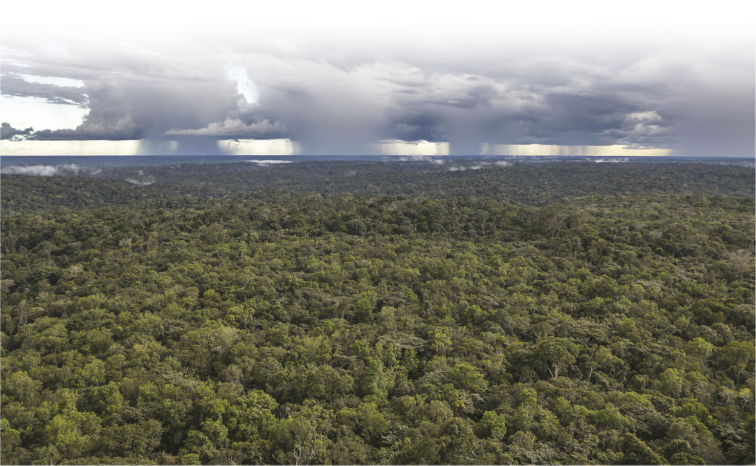 Fotografia aérea de uma floresta. O dossel ocupa a maior parte da imagem. Ao fundo, há grandes nuvens de chuva.