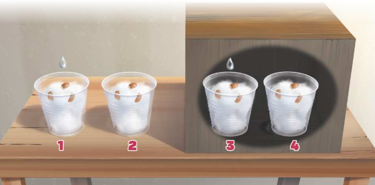 Ilustração de quatro copos plásticos transparentes sobre uma mesa de madeira. Todos contêm algodão. Sobre o algodão dos quatro, há três grãos de feijão. Uma gota de água está sobre os copos 1 e 3. Uma caixa de madeira cobre os copos 3 e 4, ficando no escuro.