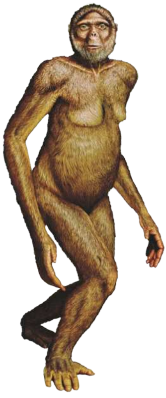 Ilustração de um Ardipithecus ramidus. Ser bípede com braços longos, pelos sobre o corpo todo e mãos e pés com polegares opositores.