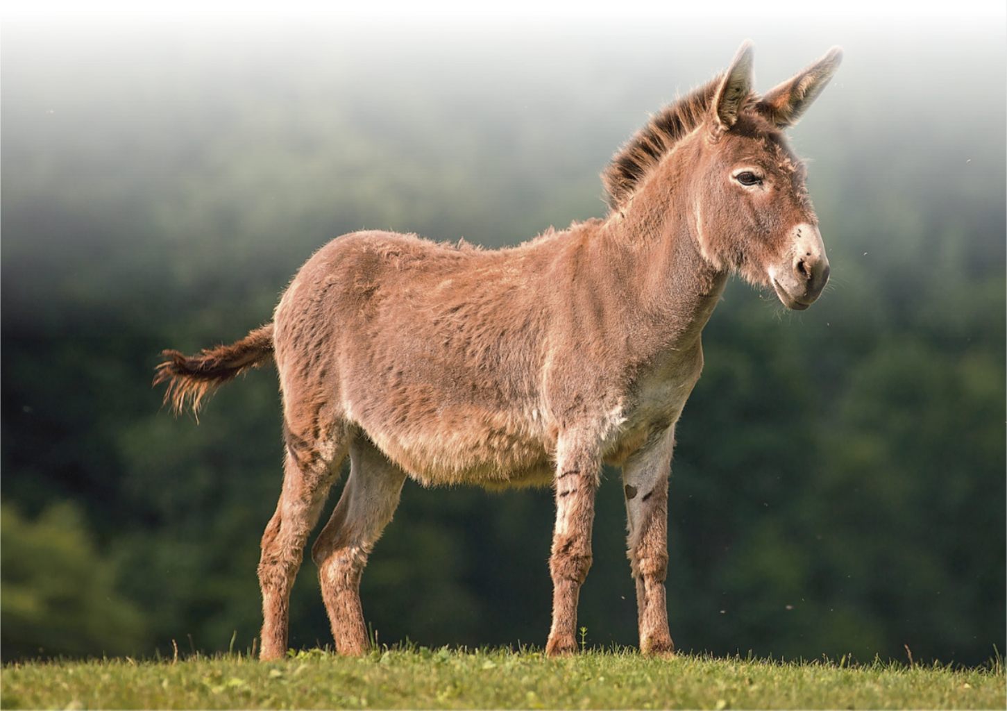 Fotografia de um jumento em pé na grama. É um animal quadrúpede, com o corpo coberto de pelo curto. Possui crina e rabo com pelo mais longos. Em segundo plano, há uma mata fechada.