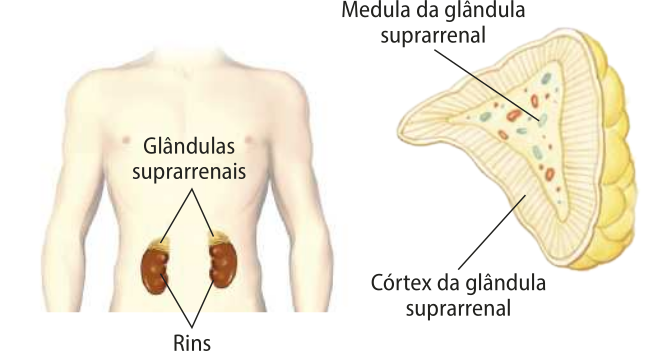 Esquema representando as glândulas suprarrenais. Duas estruturas em formado piramidal com a superfície irregular, cada uma posicionada sobre um rim. Ao lado, ampliada, está a imagem de uma suprarrenal em corte, mostrando seu interior. O centro da glândula é chamado de medula da glândula suprarrenal e possui pequenas estruturas arredondadas dispersas. Envolvendo a medula, há uma grossa camada chamada de córtex da glândula suprarrenal. Cada glândula possui cerca de 5 centímetros.