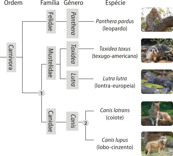 Cladograma iniciando na raiz da ordem Carnívora, se bifurca entre o primeiro ramo, passando pelos pontos Família Felidae e Gênero Panthera indo até o terminal Espécie Panthera pardus, de nome popular leopardo. O outro segue até o nó 1, onde se bifurca. Um dos ramos passa pelo ponto Família Mustelidae e depois se bifurca em dois ramos. Um ramo passa pelo ponto Gênero Taxidea indo até o terminal Espécie Taxidea taxus, de nome popular texugo-americano, o outro ramo passa pelo ponto Gênero Lutra indo até o terminal Espécie Lutra lutra, de nome popular lontra-europeia. O segundo ramo, originado do nó 1, passa pelos pontos Família Canidae e Gênero Canis, chega ao nó 2, onde se bifurca em dois ramos, um de terminal Espécie Canis latrans, de nome popular coiote, e outro de terminal Espécie Canis lupus, de nome popular lobo cinzento.
