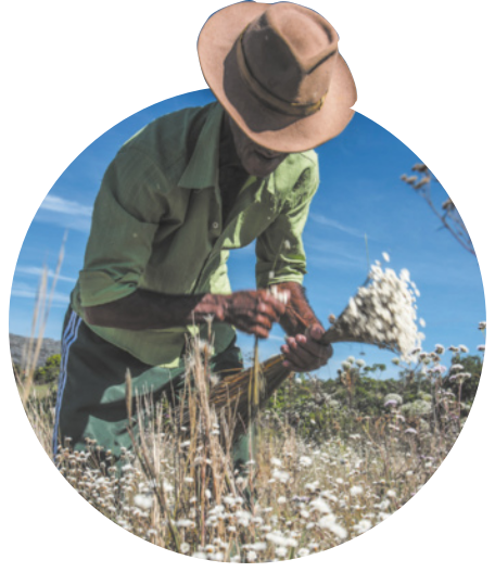 Fotografia de um homem de pele escura, colhendo flores de hastes compridas e pétalas pequenas, ao ar livre. O homem veste camisa, calça e chapéu.