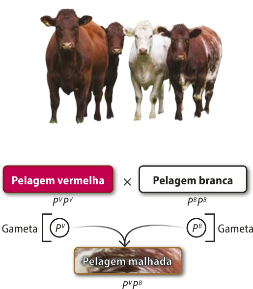 Esquema representando o cruzamento entre bovinos de pelagem vermelha com bovinos de pelagem branca. Bovinos de pelagem vermelha P maiúsculo^V P maiúsculo^V com bovinos de pelagem branca P maiúsculo^B P maiúsculo^B geram descendentes malhados P maiúsculo^V P maiúsculo^B.