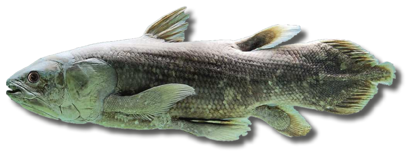 Fotografia de um celacanto. Peixe com corpo alongado e robusto, recoberto por escamas grossas. Possui nadadeiras pares espessas e lobadas, semelhantes a pequenos membros, posicionadas lateralmente. A nadadeira caudal tem três lobos. Tem focinho curto e olhos arredondados, um em cada lateral da cabeça. A boca é voltada ligeiramente para baixo. As nadadeiras dorsal e anal também são espessas e arredondadas. Os indivíduos podem ter até 1,8 metros.