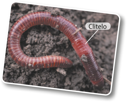 Fotografia de uma minhoca. Animal de corpo cilíndrico e alongado. Possui o corpo dividido por anéis. Próximo a uma das pontas, possui um conjunto de anéis um pouco mais grossos do que os restantes. Este conjunto é chamado de clitelo. Os indivíduos possuem diversos tamanhos, mas podem chegar até 30 centímetros.