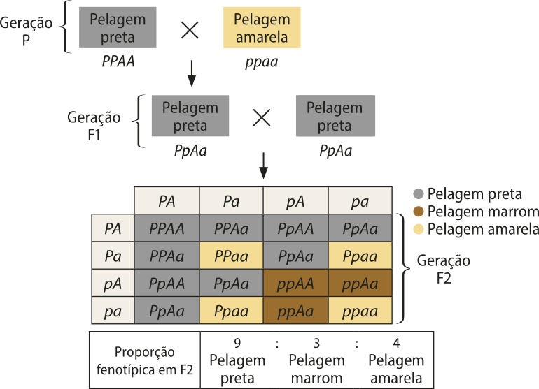 Esquema representando o cruzamento entre cães labradores de pelagem preta e amarela. Geração P: genótipo P maiúsculo P maiúsculo A maiúsculo A maiúsculo, fenótipo preta com genótipo p minúsculo p minúsculo a minúsculo a minúsculo, fenótipo amarela. F 1: genótipo P maiúsculo p minúsculo A maiúsculo a minúsculo, fenótipo preta realiza um cruzamento com outro indivíduo de genótipo e fenótipo iguais. F 2: as possibilidades resultantes do cruzamento são: Genótipo: P maiúsculo P maiúsculo A maiúsculo A maiúsculo. Fenótipo: preta. Genótipo: P maiúsculo P maiúsculo A maiúsculo a minúsculo. Fenótipo: preta. Genótipo: P maiúsculo p minúsculo A maiúsculo A maiúsculo. Fenótipo: preta. Genótipo: P maiúsculo p minúsculo A maiúsculo a minúsculo. Fenótipo: preta. Genótipo: P maiúsculo P maiúsculo A maiúsculo a minúsculo. Fenótipo: preta. Genótipo: P maiúsculo P maiúsculo a minúsculo a minúsculo. Fenótipo: amarela. Genótipo: P maiúsculo p minúsculo A maiúsculo a minúsculo. Fenótipo: preta. Genótipo: P maiúsculo p minúsculo a minúsculo a minúsculo. Fenótipo: amarela. Genótipo: P maiúsculo p minúsculo A maiúsculo A maiúsculo. Fenótipo: preta. Genótipo: P maiúsculo p minúsculo A maiúsculo a minúsculo. Fenótipo: preta. Genótipo: p minúsculo p minúsculo A maiúsculo A maiúsculo. Fenótipo: marrom Genótipo: p minúsculo p minúsculo A maiúsculo a minúsculo. Fenótipo: marrom. Genótipo: P maiúsculo p minúsculo A maiúsculo a minúsculo.. Fenótipo: preta. Genótipo: P maiúsculo p minúsculo a minúsculo a minúsculo. Fenótipo: amarela. Genótipo: p minúsculo p minúsculo A maiúsculo a minúsculo. Fenótipo: marrom. Genótipo: p minúsculo p minúsculo a minúsculo a minúsculo. Fenótipo: amarela. Proporção fenotípica em f 2: 9 pelagem preta por 3 pelagem marrom por 4 pelagem amarela.