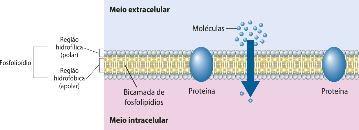 Esquema representando o processo de difusão simples pela membrana plasmática. Moléculas do meio extracelular atravessam a membrana, por entre os fosfolipídios, para o meio intracelular.