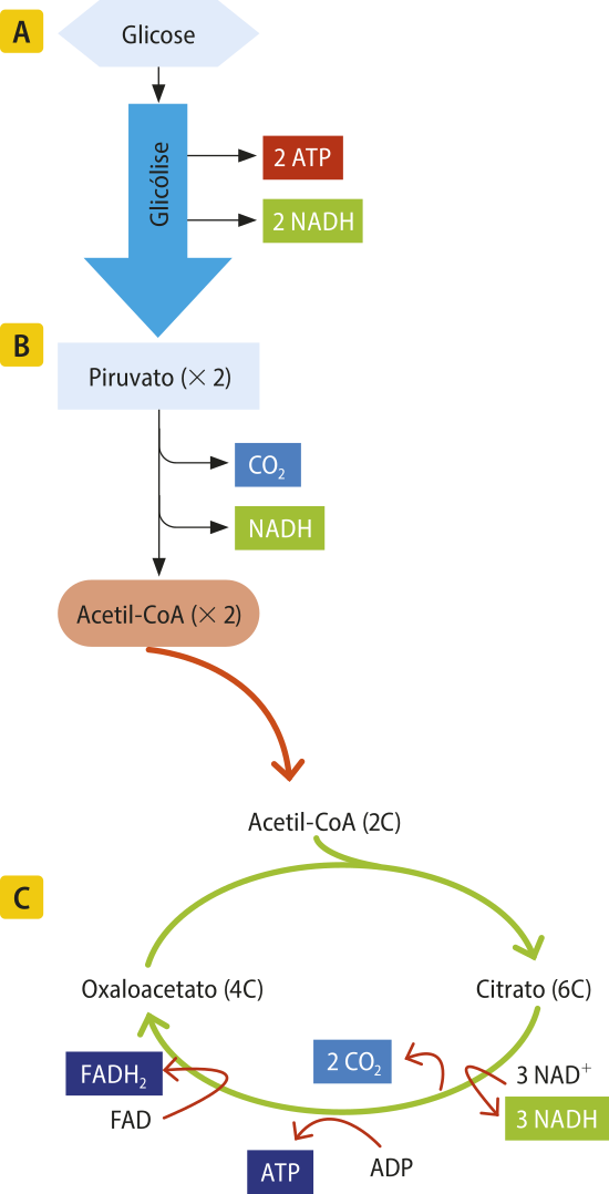 Esquema representando as reações de glicólise em três etapas: A. A glicose é transformada em 2 piruvatos, liberando 2 A T P e 2 NAD H. B. Os 2 piruvatos são transformados em 2 Acetil-CoA, liberando C O índice 2 e NAD H. C. O Acetil-CoA 2 C se une ao oxalacetato 4 C, transformando-se em Citrato 6 C, que é transformado em Oxalacetato 4 C. Na transformação de citrato em Oxalacetato, são liberados 2 C Oíndice 2, 3 NAD ^+ se transformam em 3 NAD H, um A D P se transforma em A T P e um FAD é transformado em FAD Híndice 2. O oxalacetato 6 C reage com o Acetil-CoA 2 C, dando continuidade ao ciclo.