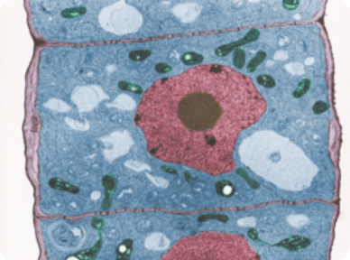 Imagem de microscopia de uma célula vegetal. Tem formato retangular com citoplasma colorido de azul, com estruturas sem forma definida, dispersas nele. No centro da célula há uma estrutura grande colorida de vermelho, e no centro dela há uma estrutura redonda vermelho escuro. Há uma fina camada em vermelho que envolve a célula.
