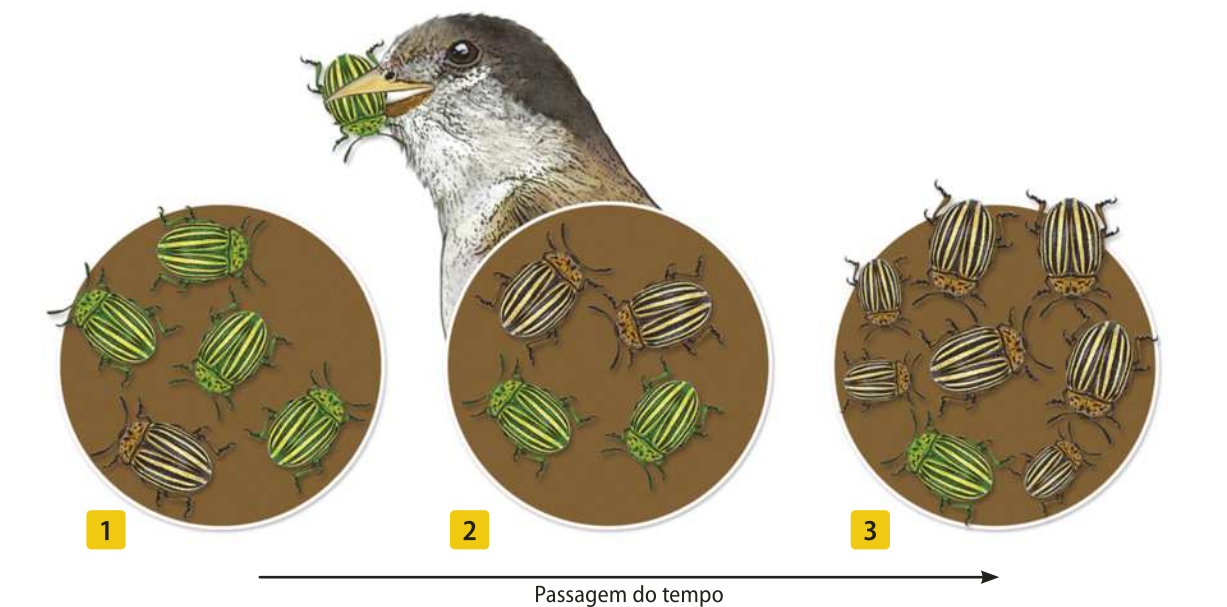 Esquema representando a atuação da seleção natural em uma população de besouros em três momentos. Uma linha na horizontal representa a passagem do tempo. 1. Círculo marrom com 1 besouro marrom e 4 besouros verdes. 2. Círculo marrom com 2 besouros marrons e 2 besouros verdes. Atrás do círculo está um pássaro com um besouro verde na boca. 3. Círculo marrom com 7 besouros marrons e 1 besouro verde.