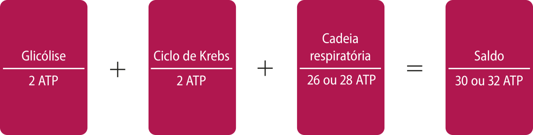 Esquema do saldo energético da respiração celular representado por uma operação matemática. Glicólise sobre 2 A T P mais Ciclo de Krebs sobre 2 A T P mais cadeia respiratória sobre 26 ou 28 A T P igual a saldo sobre 30 ou 32 A T P.