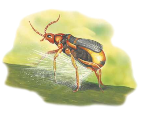 Ilustração de um besouro-bombardeiro liberando um líquido pela parte inferior do abdômen. Este inseto possui um abdômen robusto e arredondado, suas asas cobrem seu corpo parcialmente. Medem entre 1,2 e 1,8 centímetros.