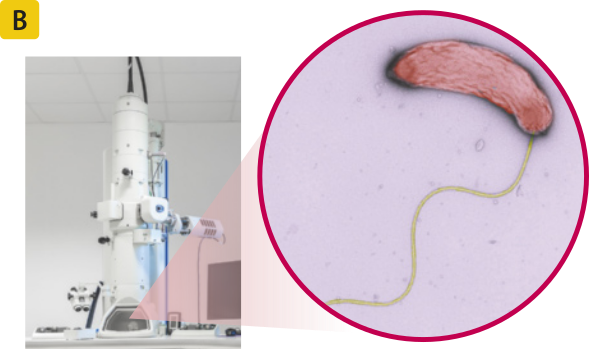 Fotografia de um microscópio eletrônico com a imagem microscópica ampliada de uma bactéria Vibrio cholerae, que tem formato cilíndrico, a superfície levemente enrugada e uma estrutura fina e alongada que sai de uma de suas extremidades.
