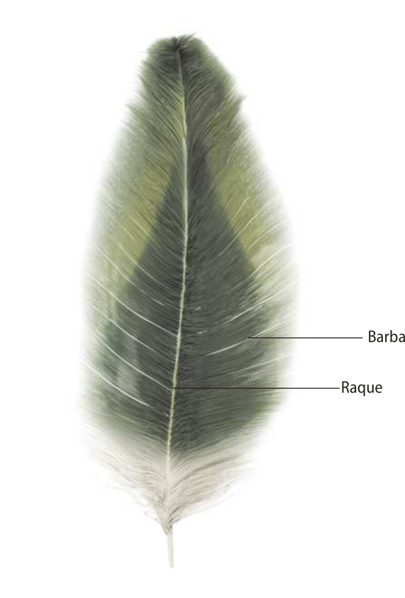 Ilustração de uma pena de ave de coloração branca e verde. A pena é alongada, com as pontas mais finas do que o meio. Estão indicados na imagem a raque e as barbas.