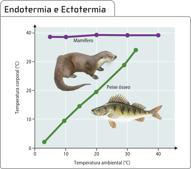 Gráfico de linha 'Endotermia e Ectotermia'. O eixo vertical representa a temperatura corporal em graus Celsius. O eixo horizontal representa a temperatura ambiental em graus Celsius. A ilustração de uma lontra representa os animais endotérmicos e uma ilustração de um peixe ósseo representa os animais ectotérmicos. Os dados são os seguintes: Mamífero: Temperatura ambiental: 4 graus Celsius, temperatura corporal: 39 graus Celsius. Temperatura ambiental: 10 graus Celsius, temperatura corporal: 39 graus Celsius. Temperatura ambiental: 20 graus Celsius, temperatura corporal: 40 graus Celsius. Temperatura ambiental: 30 graus Celsius, temperatura corporal: 40 graus Celsius. Temperatura ambiental: 40 graus Celsius, temperatura corporal: 40 graus Celsius. Peixe ósseo: Temperatura ambiental: 2 graus Celsius, temperatura corporal: 2 graus Celsius. Temperatura ambiental: 10 graus Celsius, temperatura corporal: 10 graus Celsius. Temperatura ambiental: 14 graus Celsius, temperatura corporal: 14 graus Celsius. Temperatura ambiental: 29 graus Celsius, temperatura corporal: 29 graus Celsius. Temperatura ambiental: 33 graus Celsius, temperatura corporal: 34 graus Celsius.