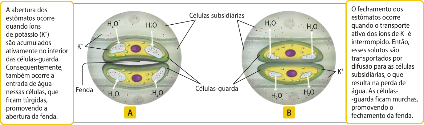 Esquema representando o mecanismo de abertura (A) e de fechamento de um estômato (B). Os estômatos são formados por duas células alongadas com as pontas arredondadas, chamadas de células-guarda. As células ao redor são chamadas de células subsidiárias. A. A abertura dos estômatos ocorre quando íons de potássio K^+ são acumulados ativamente no interior das células-guarda. Consequentemente, também ocorre a entrada de água nessas células, que ficam túrgidas, promovendo a abertura da fenda. B. O fechamento dos estômatos ocorre quando o transporte ativo dos íons de K^+ é interrompido. Então, esses solutos são transportados por difusão para as células subsidiárias, o que resulta na perda de água. As células-guarda ficam murchas, promovendo o fechamento da fenda.