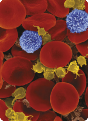 Imagem de microscopia contendo diversas hemácias em forma de disco côncavo, dois leucócitos de formato esférico e superfície irregular e várias plaquetas, estruturas arredondadas menores que os leucócitos e hemácias, que possuem finos prolongamentos pelos quais se unem. Na imagem, algumas estão agrupadas.