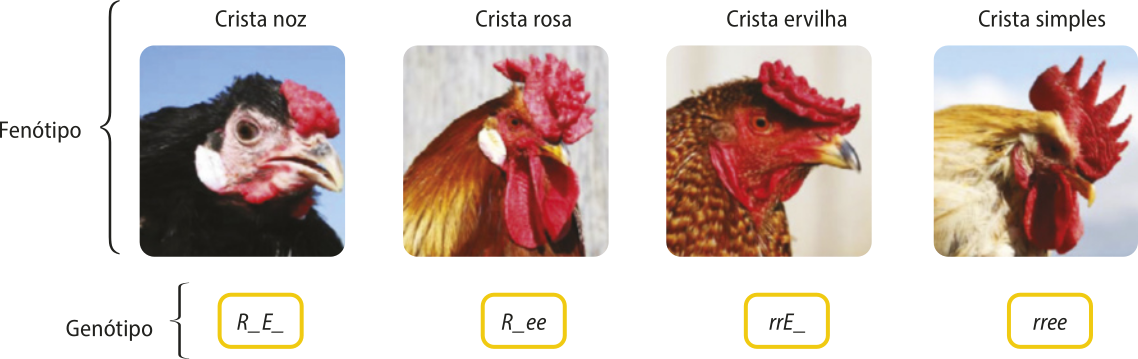 Esquema representando o tipo de crista de galinhas-domésticas e seus respectivos genótipos. Fenótipo crista noz, genótipo R maiúsculo traço E maiúsculo traço. Fenótipo crista rosa, genótipo R maiúsculo traço e minúsculo e minúsculo. Fenótipo crista ervilha, genótipo r minúsculo r minúsculo E maiúsculo traço. Fenótipo crista simples, genótipo r minúsculo r minúsculo e minúsculo e minúsculo.