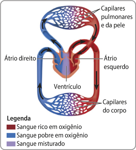 Esquema representando o sistema circulatório dos anfíbios. O sangue recebe oxigênio nos capilares pulmonares para e na pele, seguindo para o átrio esquerdo e depois para o ventrículo, onde se mistura com o sangue pobre em oxigênio, e depois segue para os capilares do corpo, perdendo oxigênio. O sangue pobre em oxigênio segue para o coração, entrando pelo átrio direito, misturando-se com o sangue rico em oxigênio, para depois sair do coração e voltar aos capilares pulmonares e à pele para receber oxigênio.