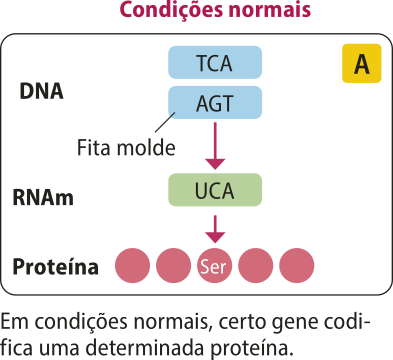 A. Esquema representando a síntese de uma proteína em condições normais. Em condições normais, certo gene codifica uma determinada proteína.  Fita molde de D N A, T C A A G T, transcreve a fita de R N A mensageiro U C A. O R N A mensageiro traduz a proteína ser.