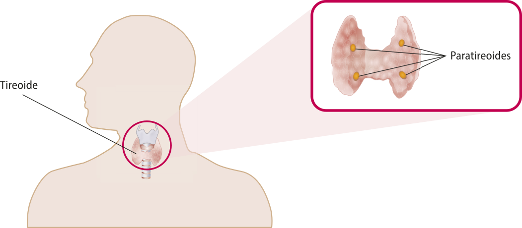 Ilustração da tireoide com uma ilustração das paratireoides ampliadas ao lado. A tireoide está localizada na região da garganta e possui formato semelhante ao de borboleta e fica à frente da traqueia. As paratireoides estão representadas por quatro pequenas esferas sobre a tireoide.