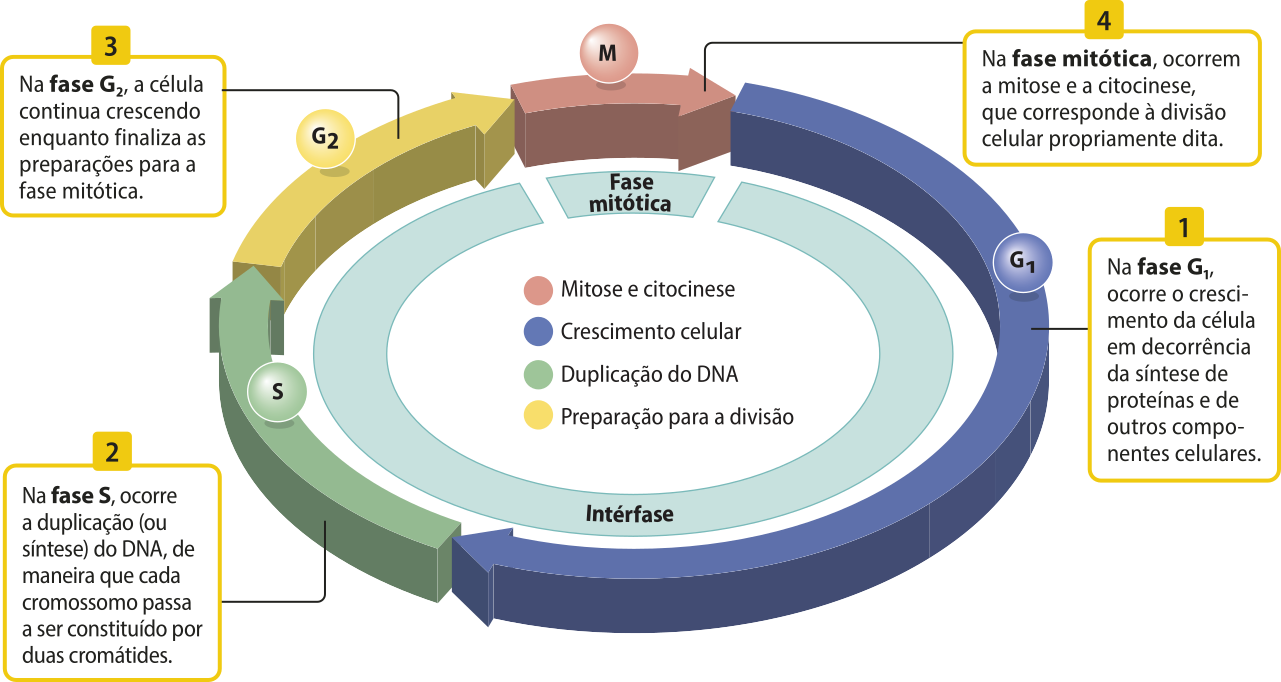 Esquema das fases do ciclo celular representado por setas. Quatro setas, em sentido horário, formam um círculo e têm tamanhos decrescentes. Cada uma delas representa uma fase do ciclo e está indicada por um número, seguido da explicação em texto. As setas têm tamanhos decrescentes. 1. Fase G 1, caracterizada pelo crescimento celular. Texto: A fase G1, ocorre o crescimento da célula em decorrência da síntese de proteínas e de outros componentes celulares. 2. Fase S, caracterizada pela duplicação do D N A. Texto: Na fase S, ocorre a duplicação (ou síntese) do DNA, de maneira que cada cromossomo passa a ser constituído por duas cromátides. 3. Fase G 2, caracterizada pela preparação para a divisão. Texto: Na fase G2, a célula continua crescendo enquanto finaliza as preparações para a fase mitótica. 4. Fase mitótica, caracterizada pela mitose e citocinese. Texto: Na fase mitótica, ocorrem a mitose e a citocinese, que corresponde à divisão celular propriamente dita.