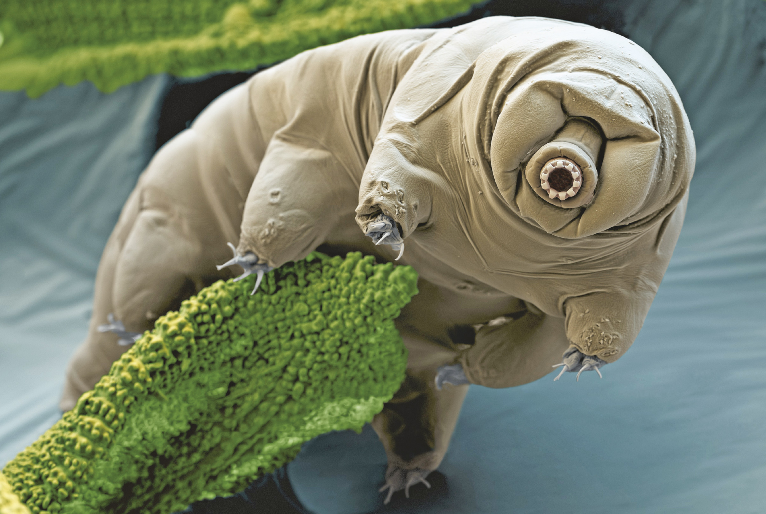 Fotografia de um tardígrado, animal de corpo aproximadamente cilíndrico com quatro pares de pernas atarracadas, cada perna com uma pata e garras. Em sua cabeça há uma boca tubular, que está de frente para a foto.