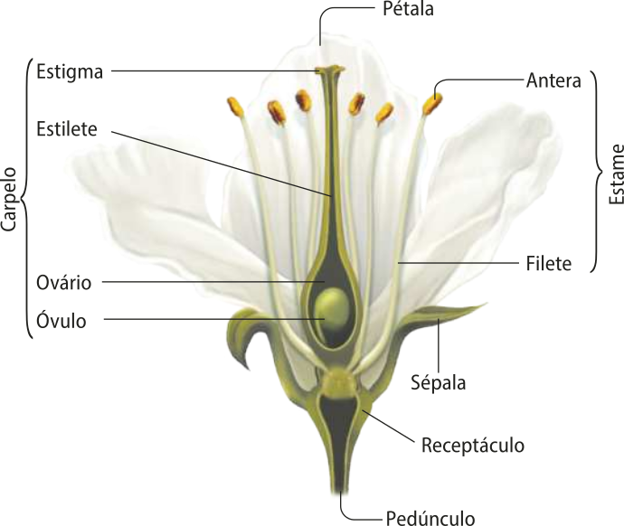 Esquema representando as estruturas de uma flor. Estão representados o carpelo, formado por um estigma pequeno, um estilete comprido e um ovário arredondado. Dentro do ovário há um óvulo também arredondado. Ao redor do carpelo estão os estames, formados por um filete e uma antera arredondada. Ao redor destas estruturas estão as pétalas. Na base da flor, estão as sépalas, estruturas semelhantes às folhas, e o receptáculo conectado ao pedúnculo.