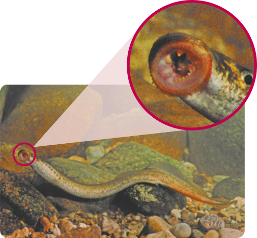 Fotografia do peixe lampreia no fundo de um rio. É um animal de corpo alongado, possui nadadeiras apenas na região caudal. Sua boca tem formato circular e pequenos dentes pontudos. Os olhos estão localizados nas laterais da cabeça. Os indivíduos podem medir de 25 a 40 centímetros.