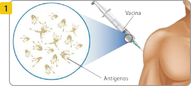 1. Esquema representando o momento da vacinação. Uma vacina é injetada em um braço por meio de uma seringa. No detalhe, estão representados os antígenos da vacina sem forma definida.
