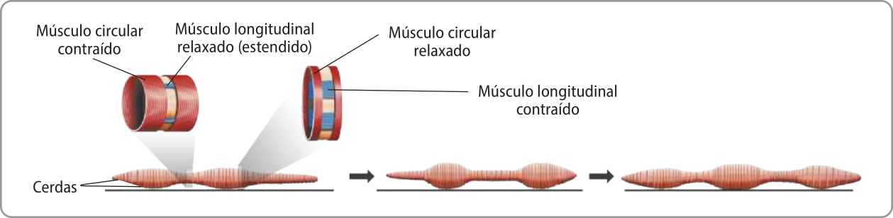 Esquema representando a contração muscular dos anelídeos durante a locomoção. Existem dois cortes em detalhes mostrando duas porções do corpo do animal. Na primeira, o músculo circular está contraído e o músculo longitudinal relaxado, estendido. Na segunda, o músculo circular está relaxado e o músculo longitudinal está contraído. As porções ao longo do corpo alteram a contração e relaxamento dos músculos, possibilitando o movimento.