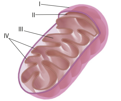 Esquema uma organela alongada, com as pontas arredondadas, envolta por uma membrana externa lisa, estrutura 1. Dentro há outra membrana com muitas ondulações, estrutura 2. O espaço dentro da membrana ondulada está representado pelo número 3. As ondulações estão representadas pelo número 4.