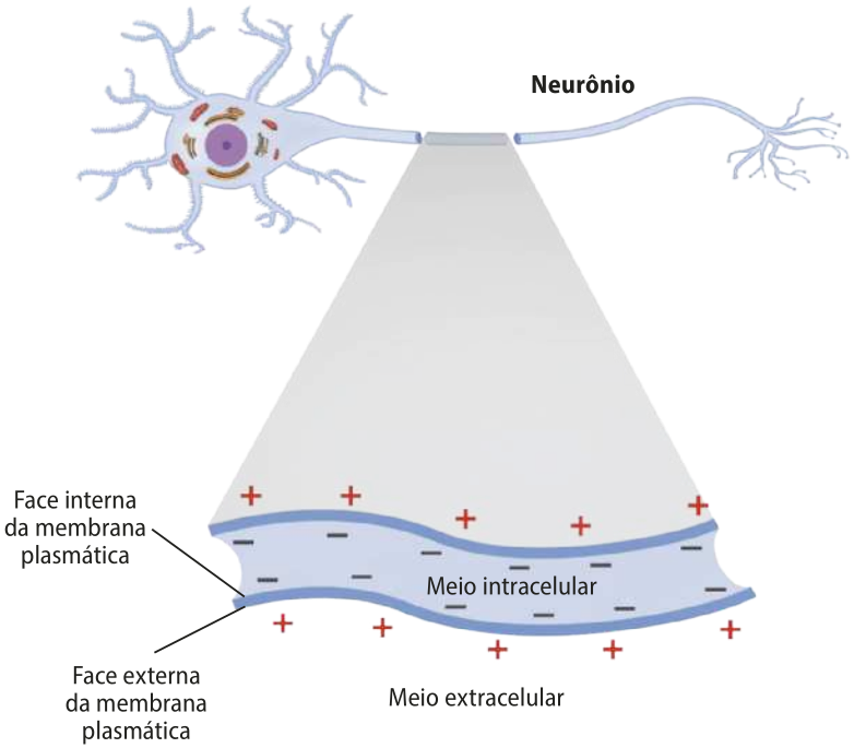 Esquema representando a distribuição de cargas elétricas entre as faces da membrana plasmática de um neurônio em repouso. Em detalhe e ampliado está um corte. Toda a face interna da membrana plasmática, face voltada para o meio intracelular, está coberta de cargas negativas. Toda a face externa da membrana plasmática, face voltada para o meio extracelular, está coberta de cargas positivas.