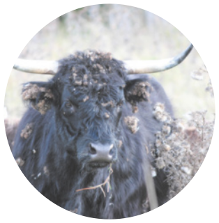 Fotografia de um búfalo com muitos carrapichos secos em seu pelo. Animal quadrúpede de pelo longo e escuro e corpo robusto. Possui os olhos na lateral da cabeça e dois grandes chifres. Possuem cerca de 1,7 metros.