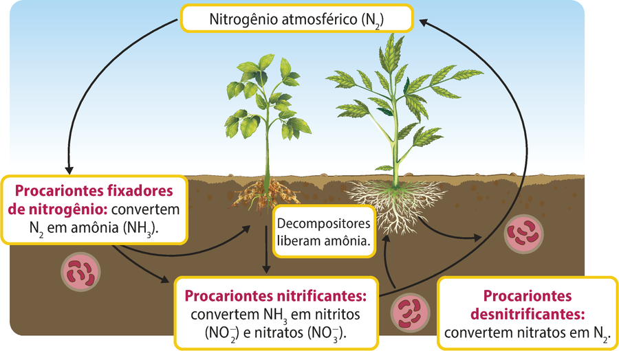 Esquema representando os processos de nitrificação e desnitrificação do nitrogênio. O nitrogênio atmosférico Níndice 2 é convertido em amônia N Híndice 3 pelos procariontes fixadores de nitrogênio presentes no solo. Os decompositores do solo também liberam amônia. Os procariontes nitrificantes presentes nas raízes de algumas plantas convertem N Híndice 3 em nitritos N O^-_2 e nitratos N O^-_3. Os procariontes desnitrificantes do solo convertem nitratos em Níndice 2. O Níndice 2 retorna ao ar, completando o ciclo.