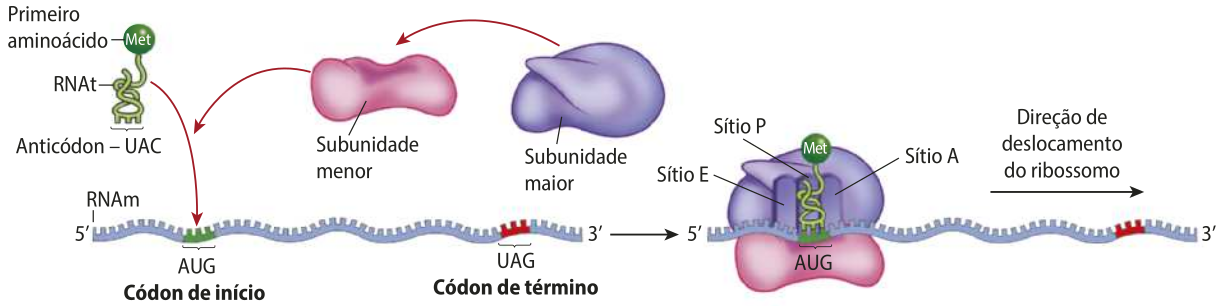 Esquema representando a fase de iniciação da tradução de uma molécula de R N A m. Estão indicados na imagem, a molécula de R N A m com o códon de início A U G e o códon de término U A G, o primeiro aminoácido Met ligado ao R N A t, que possui o anticódon U A C e as subunidades menor e maior do ribossomo. Na segundo momento, as subunidades do ribossomo estão encaixadas com a fita de R N A m e R N A t no meio delas. As fitas estão conectadas pelo códon de início e o anticódon. O primeiro aminoácido fica para fora do ribossomo. Dentro da subunidade maior existem 3 sítios, E P e A. O ribossomo se locomove ao longo da fita de R N A m em direção ao códon de término.