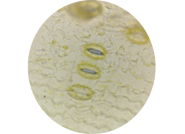 Imagem de microscopia mostrando estruturas, cada uma formada por duas partes alongadas com as pontas arredondadas e conectadas. Duas estão com uma abertura no meio. Uma está fechada.