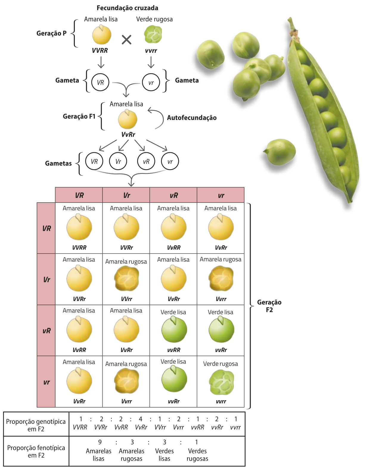 Esquema representando o cruzamento entre ervilhas de jardim com sementes amarelas lisas e verdes rugosas com genótipo V maiúsculo V maiúsculo R maiúsculo R maiúsculo e v minúsculo v minúsculo r minúsculo r minúsculo, respectivamente, consideradas a geração P. As plantas V maiúsculo V maiúsculo R maiúsculo R maiúsculo geram gametas V maiúsculo R maiúsculo. As plantas v minúsculo v minúsculo r minúsculo r minúsculo geram gametas v minúsculo r minúsculo. Este cruzamento resulta na geração F 1 de plantas com sementes amarelas e lisas de genótipo V maiúsculo v minúsculo R maiúsculo r minúsculo. Estas plantas produzem gametas V maiúsculo R maiúsculo, V maiúsculo r minúsculo, v minúsculo R maiúsculo e v minúsculo r minúsculo. A geração F 1 realiza autofecundação e os cruzamentos dos gametas resultam na geração F 2. As possíveis combinações deste cruzamento são: Genótipo: V maiúsculo V maiúsculo R maiúsculo R maiúsculo. Fenótipo: amarela lisa. Genótipo: V maiúsculo V maiúsculo R maiúsculo r minúsculo. Fenótipo: amarela lisa. Genótipo: V maiúsculo v minúsculo R maiúsculo R maiúsculo. Fenótipo: amarela lisa. Genótipo: V maiúsculo v minúsculo R maiúsculo r minúsculo. Fenótipo: amarela lisa. Genótipo: V maiúsculo V maiúsculo R maiúsculo r minúsculo. Fenótipo: amarela lisa. Genótipo: V maiúsculo V maiúsculo r minúsculo r minúsculo. Fenótipo: amarela rugosa. Genótipo: V maiúsculo v minúsculo R maiúsculo r minúsculo. Fenótipo: amarela lisa. Genótipo: V maiúsculo v minúsculo r minúsculo r minúsculo. Fenótipo: amarela rugosa. Genótipo: V maiúsculo v minúsculo R maiúsculo R maiúsculo. Fenótipo: amarela lisa. Genótipo: V maiúsculo v minúsculo R maiúsculo r minúsculo. Fenótipo: amarela lisa. Genótipo: v minúsculo v minúsculo R maiúsculo R maiúsculo. Fenótipo: verde lisa. Genótipo: v minúsculo v minúsculo R maiúsculo r minúsculo. Fenótipo: verde lisa. Genótipo: V maiúsculo v minúsculo R maiúsculo r minúsculo. Fenótipo: amarela lisa. Genótipo: V maiúsculo v minúsculo r minúsculo r minúsculo. Fenótipo: amarela rugosa. Genótipo: v minúsculo v minúsculo R maiúsculo r minúsculo. Fenótipo: verde lisa. Genótipo: v minúsculo v minúsculo r minúsculo r minúsculo. Fenótipo: verde rugosa. Proporção genotípica em F 2: 1 V maiúsculo V maiúsculo R maiúsculo R maiúsculo por 2 V maiúsculo V maiúsculo R maiúsculo r minúsculo por 2 V maiúsculo v minúsculo R maiúsculo R maiúsculo por 4 V maiúsculo v minúsculo R maiúsculo r minúsculo por 1 V maiúsculo V maiúsculo r minúsculo r minúsculo por 2 V maiúsculo v minúsculo r minúsculo r minúsculo por 1 v minúsculo v minúsculo R maiúsculo R maiúsculo por 2 v minúsculo v minúsculo R maiúsculo r minúsculo por 1 v minúsculo v minúsculo r minúsculo r minúsculo. Proporção fenotípica em F 2: 9 amarelas lisas por 3 amarelas rugosas por 3 verdes lisas por 1 verde rugosa.