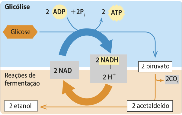 Esquema de setas representando a fermentação alcoólica a partir da glicólise. A glicose é transformada em 2 piruvatos, como na imagem anterior. Os 2 piruvatos perdem 2 C O índice 2 e se transformam em 2 acetaldeídos que se transformam em 2 etanóis a partir da reação: 2 NADH mais 2 H^+ em 2 NAD^+.