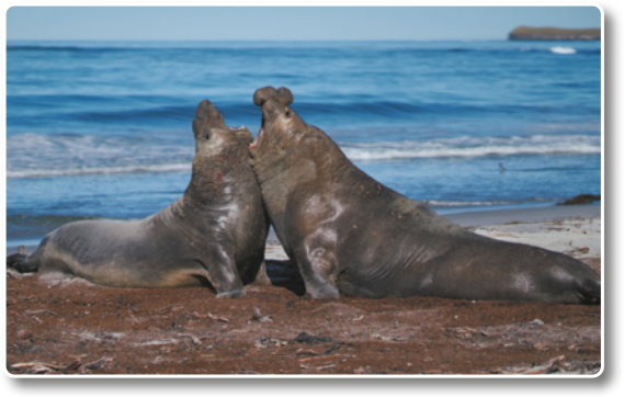 Fotografia de dois elefantes-marinhos-do-sul à beira do mar se enfrentando, um de frente para o outro, olhando para cima, com os pescoços se tocando. O elefante-marinho-do-sul é um mamífero marinho que possui corpo alongado e grosso. As nadadeiras anteriores são curtas e largas, enquanto as posteriores são maiores e voltadas para trás. A cabeça é grande, com olhos arredondados e focinho grosso. Nos machos adultos, o focinho é prolongado em forma de uma estrutura flexível semelhante a uma pequena tromba. Mede cerca de 3,7 metros.