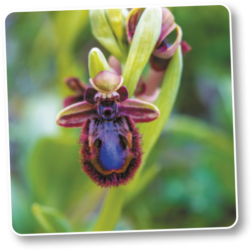 Fotografia da flor da orquídea Ophrys speculum. A pétala inferior é maior, arredondada e se assemelha ao abdômen de um inseto. As pétalas laterais são menores e se assemelham às asas de um inseto. São coloridas com padrões que também se assemelham aos padrões encontrados em alguns insetos.
