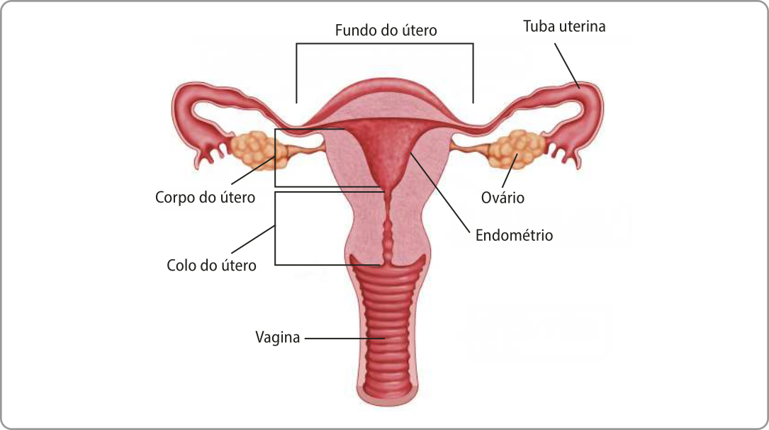 Esquema representando as estruturas da parte interna do sistema genital feminino em corte frontal. Estão representados o fundo do útero, o corpo do útero de onde saem as duas tubas uterinas, uma de cada lado. Na ponta de cada tuba está um ovário. Abaixo do corpo do útero está o colo do útero que está conectado à vagina. Dentro do útero está representado o endométrio.