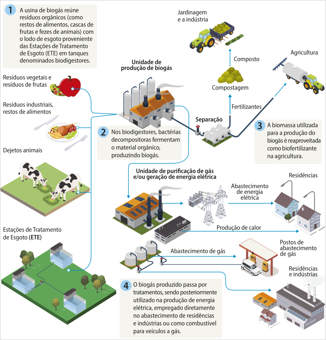 Esquema representando as etapas da produção e utilização dos subprodutos do biogás. 1. A usina de biogás reúne resíduos orgânicos (como restos de alimentos, cascas de frutas e fezes de animais) com o lodo de esgoto proveniente das Estações de Tratamento de Esgoto (E T E) em tanques denominados biodigestores. 2. Nos biodigestores de uma usina de produção de biogás, bactérias decompositoras fermentam o material orgânico, produzindo biogás. 3. A biomassa utilizada para a produção do biogás é reaproveitada como biofertilizante na agricultura. Ela também é utilizada para compostagem, e o composto é utilizado na jardinagem e na indústria. 4. O biogás produzido passa por tratamentos na unidade de purificação e/ou geração de energia elétrica, sendo posteriormente utilizado na produção de energia elétrica, empregado diretamente no abastecimento de residências e indústrias ou como combustível para veículos a gás. Estes processos também produzem calor, podendo ser utilizado em residências.