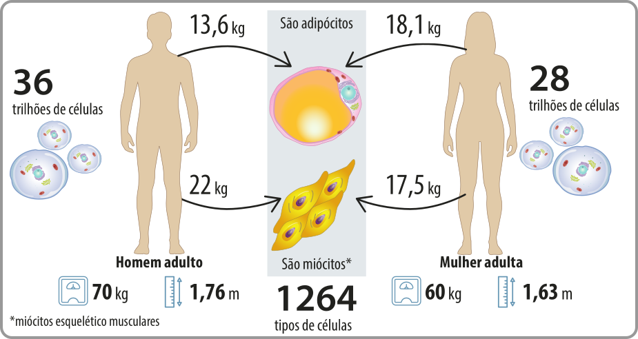 Esquema de setas sobre a quantidade e tipos de células no corpo de um homem e uma mulher adultos. Existem 1264 tipos de células. Mulher adulta, 1,63 metros, 60 quilos, 28 trilhões de células no total: 18,1 quilos são adipócitos. 17,5 quilos são miócitos esqueléticos musculares. Homem adulto, 70 quilos, 1,76 metros, 36 trilhões de células no total: 13,6 quilos são adipócitos. 22 quilos são miócitos esqueléticos musculares.