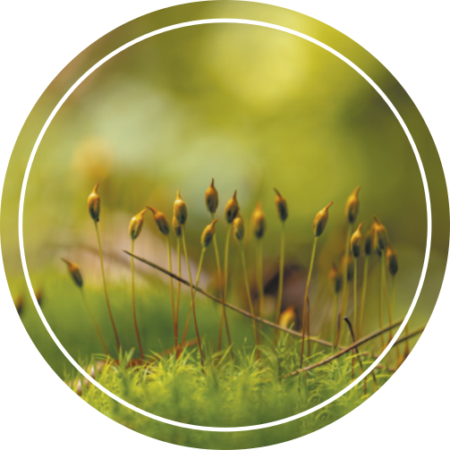 Fotografia das estruturas reprodutivas do musgo Polytrichum commune. É uma planta que forma um tapete denso com numerosos caules eretos e finos, que crescem verticalmente a partir do solo. Os caules são cobertos por folhas pequenas, estreitas e pontiagudas, dispostas em espiral ao redor do caule. As estruturas reprodutivas são cápsulas ovais com uma ponta fina, na extremidade de hastes finas, que se projetam acima do corpo da planta. Podem atingir até 70 centímetros de altura, porém são mais comuns os indivíduos de altura entre 5 e 10 centímetros.