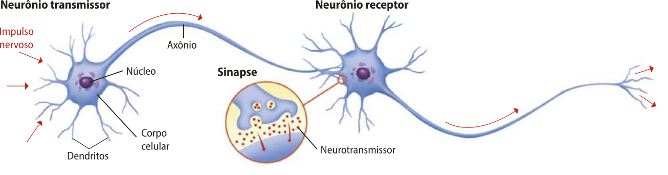Esquema representando a condução de um impulso nervoso por meio de setas. O impulso nervoso chega pelos dendritos do neurônio transmissor, passa pelo corpo celular, pelo axônio e chega à região de sinapse, que está ampliada em detalhe, onde passa o neurotransmissor. Assim, o impulso nervoso segue o mesmo caminho no neurônio receptor. Estão indicados no esquema os dendritos, o corpo celular, o núcleo e o axônio.