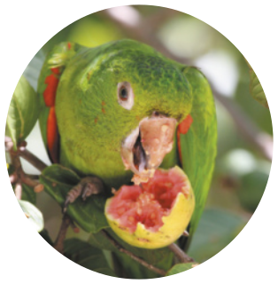 Fotografia de um papagaio comendo uma goiaba que está ainda no galho em que ele está pousado. O papagaio é uma ave de bico curvo, olhos localizados na lateral da cabeça e asas que cobrem as laterais de seu corpo, quando fechadas.