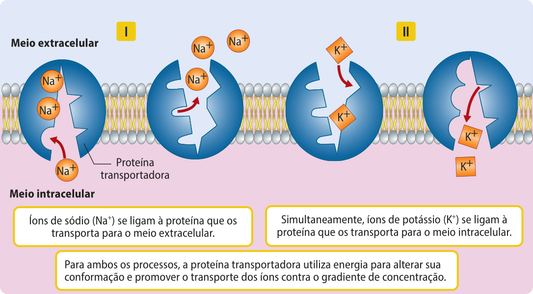 Esquema representando o sistema chamado de bomba sódio-potássio. Nele há a representação da membrana plasmática e quatro proteínas transportadoras com três cavidades arredondadas e duas cavidades triangulares no seu interior, em duas situações diferentes. 1. A primeira proteína captura três íons de sódio (N A mais) do meio intracelular. A segunda proteína libera os íons para o meio extracelular. Os íons de sódio estão representados por esferas e se encaixam nas cavidades arredondadas. 2. A primeira proteína captura dois íons de potássio (K mais) do meio extracelular. A segunda proteína libera os íons para o meio intracelular. Os íons de potássio estão representados por losangos se encaixam nas cavidades triangulares. Texto: Íons de sódio (N A mais) se ligam à proteína que os transporta para o meio extracelular. Simultaneamente, íons de potássio (K mais) se ligam à proteína que os transporta para o meio intracelular. Para ambos os processos, a proteína transportadora utiliza energia para alterar sua conformação e promover o transporte dos íons contra o gradiente de concentração.