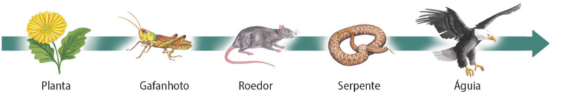 Esquema de setas representando uma cadeia alimentar. Cada ser está representado por uma ilustração. A planta alimenta o gafanhoto, que alimenta o roedor, que alimenta a serpente, que alimenta a águia.